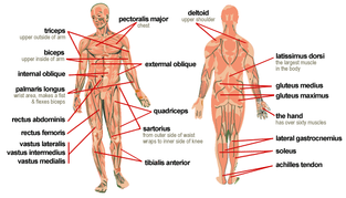 muscle-disorders